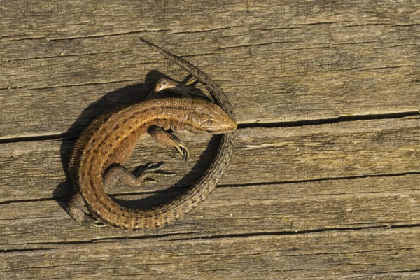 Common lizard (Zootoca vivipara) adult reptile resting on a wooden sleeper, England, United Kingdom
