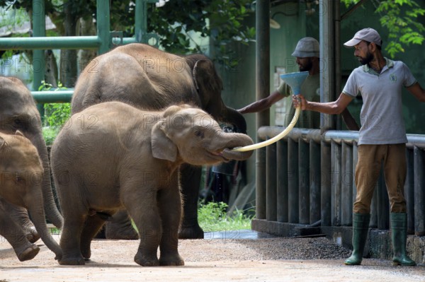 Orphaned Baby elephant being fed with milk by a caretaker, Pinnawala Elephant Orphanage, Kataragama, Sri Lanka