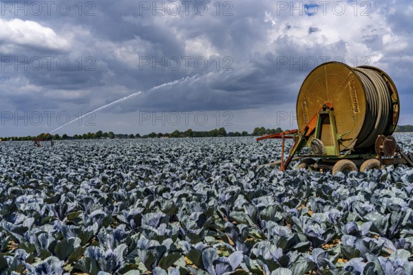 Agriculture, artificial irrigation of a field, irrigation system, cabbage cultivation, red cabbage, near Kempen on the Lower Rhine, North Rhine-Westphalia, Germany