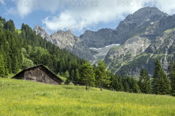Meadow in bloom with Äußere Widderstein Alpe, behind Großer Widderstein, Bärgunttal, near Baad, Kleinwalsertal, Vorarlberg, Austria
