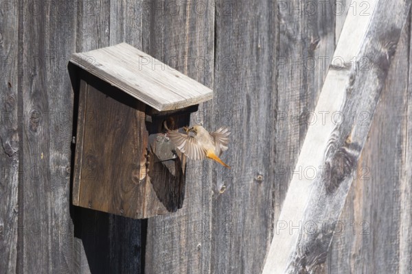 A redstart (Phoenicurus phoenicurus) female landing on a birdhouse, animal photo, bird, bird species, nature photo, wildlife, fauna, Morter, Latsch, Italy