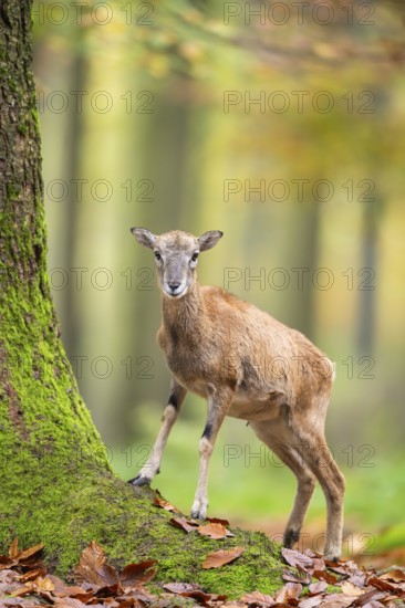 European mouflon (Ovis aries musimon) sheep (female) standing in a forest in autumn, Bavaria, Germany