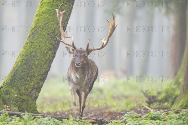 European fallow deer (dama dama) buck walking in a forest on a foggy day in autumn, Bavaria, Germany