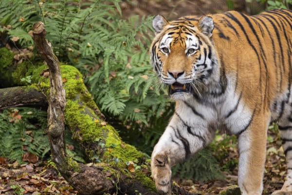 Siberian tiger or Amur tiger (Panthera tigris altaica) walking on the ground in autumn, captive, Germany