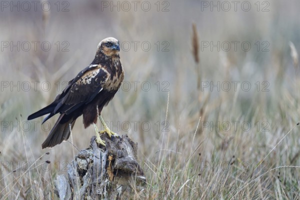 Young female marsh harrier (Circus aeruginosus) on a dry tree trunk, Castilla-La Mancha, Spain