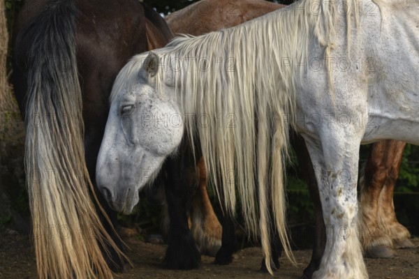 A white pair with long, golden manes are found between a large group of thick and brown pairs. Het is een zonnige dag en de dieren zijn ontspannen in het gras. Bas Rhin, Alsace, France