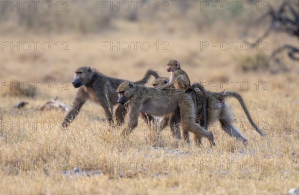 Bear baboons (Papio ursinus) young on the back of the mother, foraging, Third Bridge, Okavango Delta, Moremi Game Reserve, Botswana