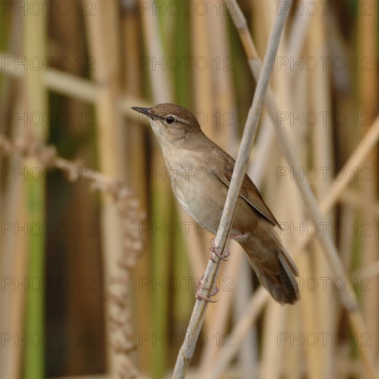 Reed warbler (Locustella luscinioides) in its typical habitat in the reeds, rare, mostly inconspicuous bird species, typical creaking song, native nature, Lake Neusiedl, Burgenland, Austria, Western Europe