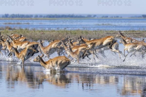 Red Lechwe group, Kobus leche, running for crossing the Chobe river. Wild antelopes in natural habitat action, showing water crossing and agile movement. Chobe National Park, Botswana