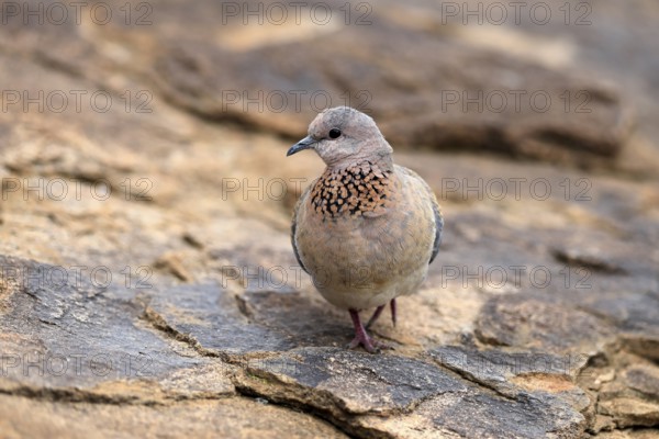 Palm Pigeon (Spilopelia senegalensis), adult, on the ground, foraging, Mountain Zebra National Park, Eastern Cape, South Africa