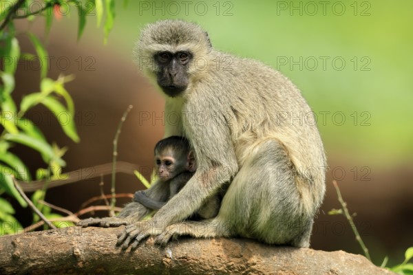 Vervet Monkey (Chlorocebus pygerythrus), mother, female, adult, kitten, baby, together, sheltered, sitting, tree trunk, Kruger, Kruger National Park, South Africa