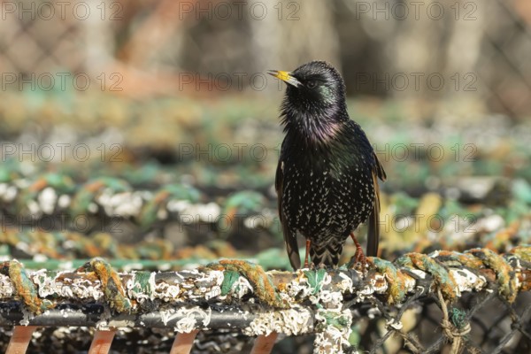 European starling (Sturnus vulgaris) adult bird singing from a harbour lobster pot, England, United Kingdom