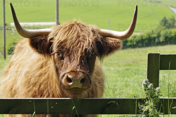 A cow with large horns stands behind a fence in a green meadow, Aberdeenshire, Scotland, Great Britain