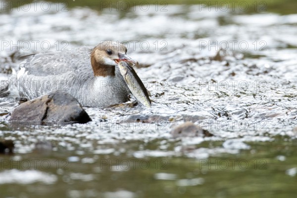 Common merganser (mergus merganser), Female catching a fish, La Mauricie national park. Province of Quebec, Canada