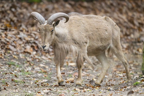 Barbary sheep (Ammotragus lervia) ram walking on the ground, Bavaria, Germany