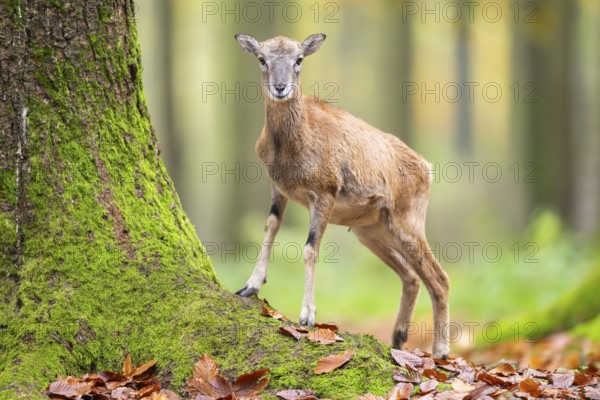 European mouflon (Ovis aries musimon) sheep (female) standing in a forest in autumn, Bavaria, Germany