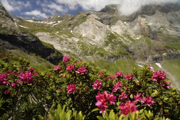 Azalea in bloom at the Cirque de Troumouse basin in the Pyrenees National Park near Gavarnie-Gèdre, France