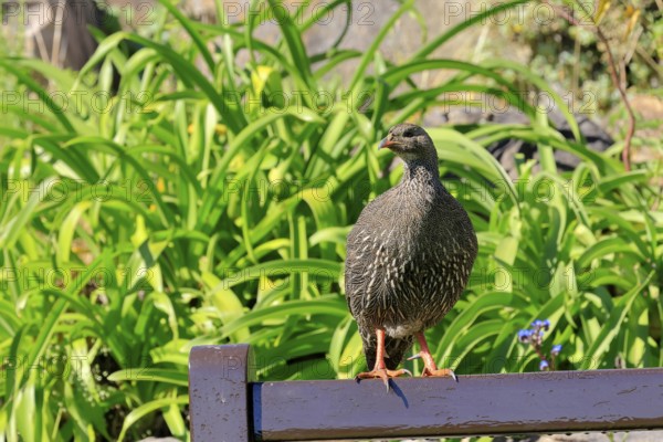 Cape Francolin (Pternistis capensis), adult, on park bench, Kirstenbosch Botanical Gardens, Cape Town, South Africa
