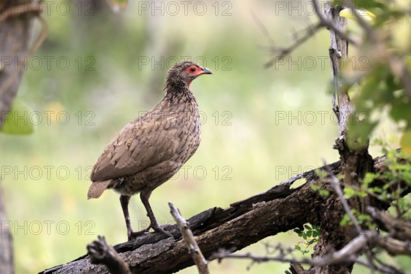 Swainson's francolin (Pternistis swainsonii), adult, alert, perch, Kruger, Kruger National Park, South Africa