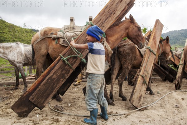 Draft horses and kid, Kid unloading a draft horse loaded with planks, Imbabura province, Ecuador, South America