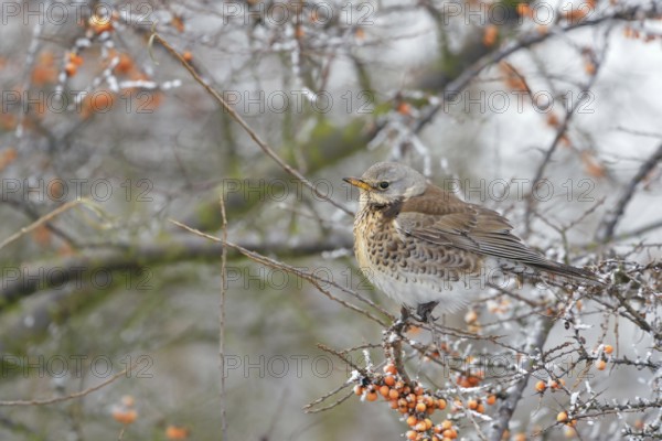 In the berry bush... Juniper thrush (Turdus pilaris) sits in winter with fluffed up plumage and a little snow at the edge of a path in a bush with vitamin-rich orange berries, sea buckthorn bush, typical winter picture, native nature, North Holland, Netherlands, Western Europe