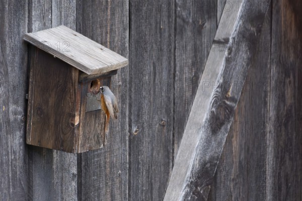 A male common redstart (Phoenicurus phoenicurus) landing on a birdhouse, animal photo, bird, bird species, nature photo, wildlife, fauna, Morter, Latsch, Italy