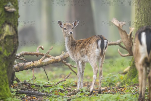 European fallow deer (dama dama) doe standing in a forest in autumn, Bavaria, Germany