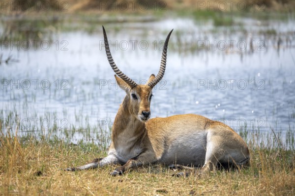 Letschwe or lychee moor antelope (Kobus leche), sitting in dry grass by a river, Okavango Delta, Moremi Game Reserve, Botswana