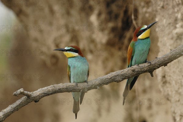 Profiteers of climate change... Bee-eater (Merops apiaster), pair, couple in a sand pit shortly after arriving from the wintering grounds particularly pretty, colourful birds that have been spreading in Germany in recent years, native nature, Germany, Western Europe