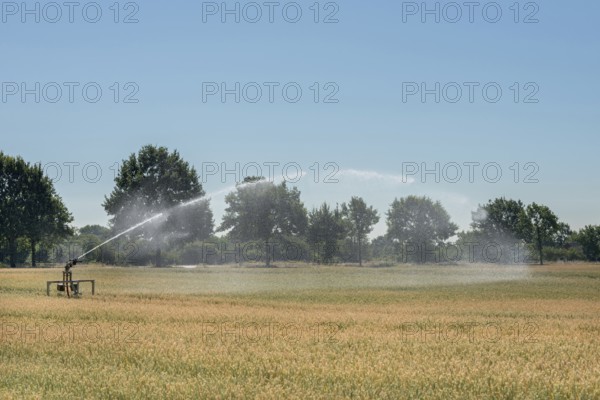Irrigation... Midsummer, hot summer, summer heat, heat wave, sprinkler wagon waters a grain field in record summer, water consumption agriculture, groundwater extraction, groundwater level, local nature, Meerbusch, Lower Rhine, Rhineland, Rhine district Neuss, North Rhine-Westphalia, Germany, Western Europe
