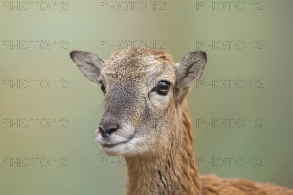 European mouflon (Ovis aries musimon) sheep (female) in autumn, portrait, Bavaria, Germany