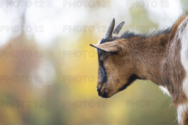 Domestic goat (Capra hircus) in autumn, portrait, Bavaria, Germany