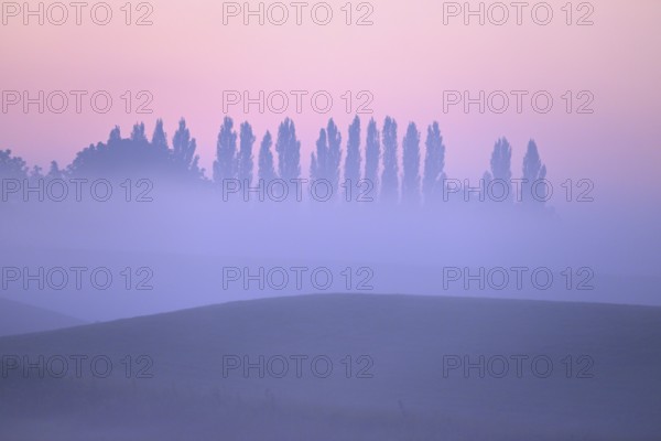 Landscape with deciduous trees at dawn and ground fog, Lower Rhine, North Rhine-Westphalia, Germany