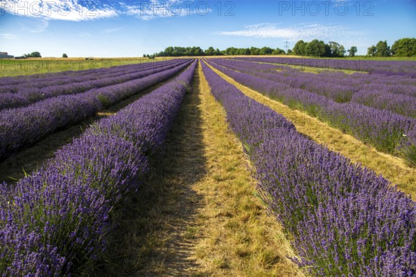Lavender field near Grünstadt (Pfalz) ***The Gaul winery cultivates lavender and markets the resulting products under the BLAUSINN label