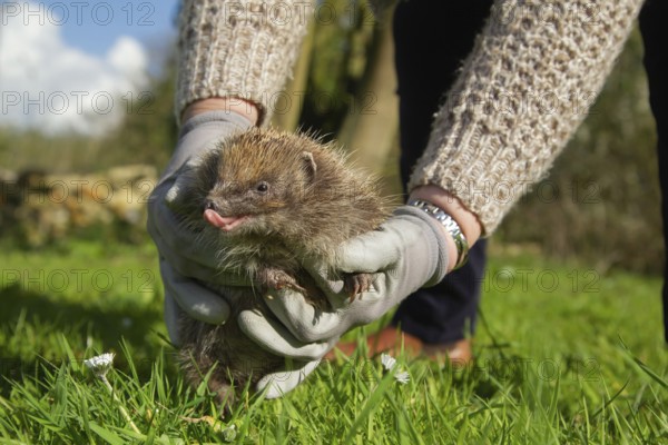 European hedgehog (Erinaceus europaeus) adult animal being released by a human in a spring time meadow, England, United Kingdom