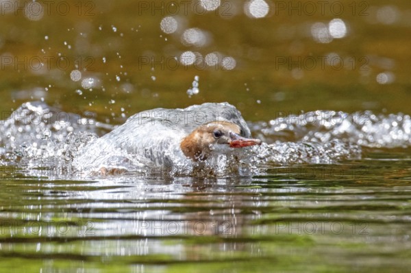 Common merganser (mergus merganser), Female trying to catch a fish, La Mauricie national park. Province of Quebec, Canada