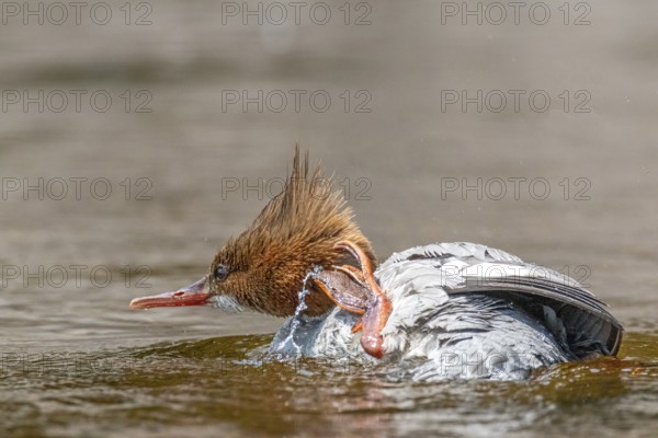 Common merganser (mergus merganser), Female scratching her neck, La Mauricie national park. Province of Quebec, Canada