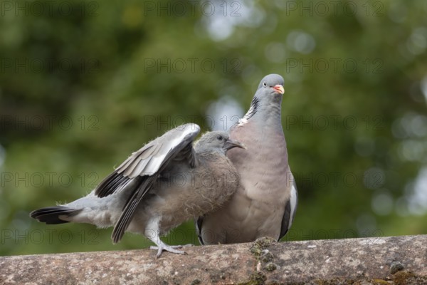 Wood pigeon (Columba palumbus) two birds with a juvenile squab bird begging for food on an urban house rooftop with an adult parent bird, England, United Kingdom