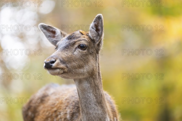 European fallow deer (dama dama) doe standing in a forest on a foggy day in autumn, portrait, Bavaria, Germany