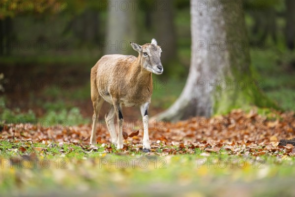 European mouflon (Ovis aries musimon) sheep (female) walking in a forest in autumn, Bavaria, Germany