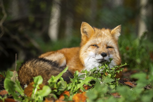 Red fox (Vulpes vulpes) lying in a forest in autumn, Bavaria, Germany