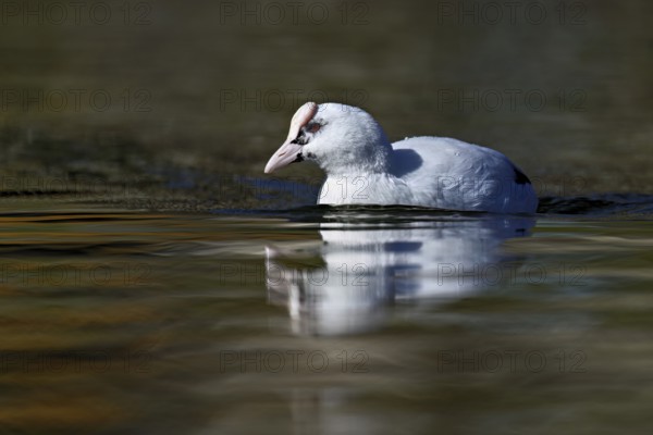 Eurasian Coot (Fulica atra), leucistic, partly albino, swimming, Lake Zug, Switzerland