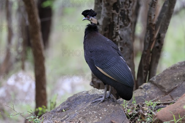 Ruffed Guinea Fowl (Guttera pucherani), adult, on the ground, alert, foraging, Kruger, Kruger National Park, South Africa