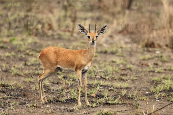 Steenbok (Raphicerus campestris), adult, male, foraging, vigilant, dwarf antelope, Kruger, Kruger National Park, South Africa
