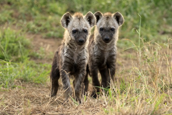 Spotted hyena (Crocuta crocuta), spotted hyena, cubs, two, siblings, alert, curious, together, Kruger, Kruger National Park, South Africa