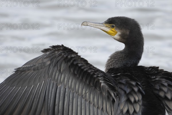 Great cormorant (Phalacrocorax carbo) adult bird drying its wings on a tree branch, Norfolk, England, United Kingdom