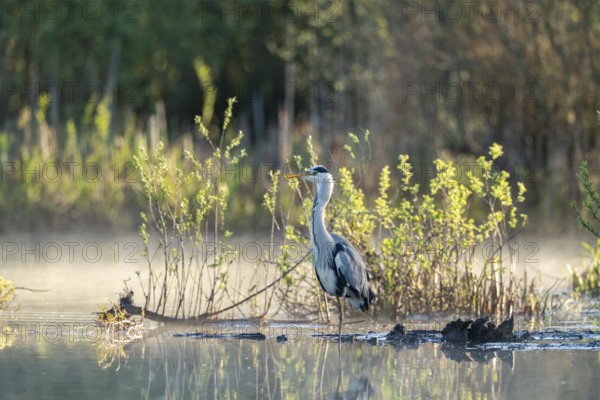Grey heron (Ardea cinerea), Vulkaneifel, Rhineland-Palatinate, Germany