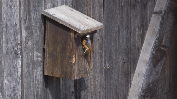 A redstart (Phoenicurus phoenicurus) male in the entrance of a birdhouse and has insects in his beak, animal photo, bird, bird species, nature photo, wildlife, fauna, Morter, Latsch, Italy