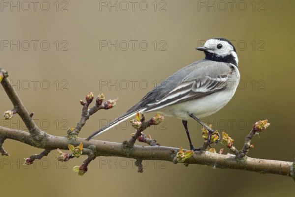 White wagtail (Motacilla alba), adult, adult bird in breeding dress, summer dress, sitting on a branch in a tree, branch of a cherry, looking back over its shoulder, wildlife, native nature, Meerbusch, Lower Rhine, Rhineland, Rhine district Neuss, North Rhine-Westphalia, Germany, Western Europe