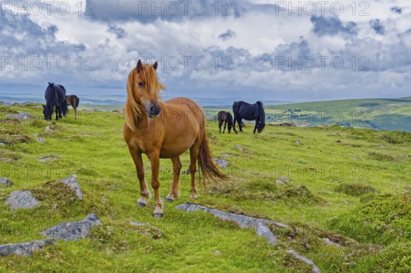 Horses in the grassland around the Top Tor rock hill in Dartmoor National Park in the British county of Devon. Widecombe-in-the-Moor, Bovey Tracey, Devon, South England, Great Britain